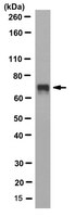 Anti-TAF15 Antibody, clone 4D71 | MABE901